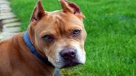 Another fatal mauling reignites pit bulls as pets issue