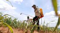 Basic Education starts process of banning pesticides at schools