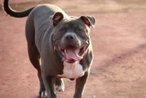 Owner of a pitbull that mauled a boy in FS set to be sentenced