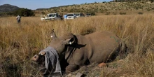 Multimillion-rand rhino horn syndicate busted, six arrested