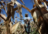 Zimbabwe brings back maize import ban after bumper harvest
