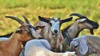 Kimberley Stock Theft Unit recover goats worth R315 000