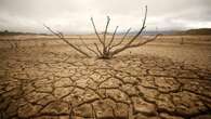 Heatwave worsens drought conditions for Limpopo’s livestock farmers