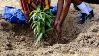 South Africans urged to plant trees as Arbour Month concludes