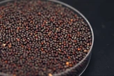 China slaps temporary duties on Canadian canola