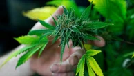 NWU launches IKS Matekwane Sandbox for cannabis access