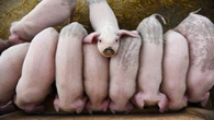 Eastern Cape monitors suspected pig disease outbreak