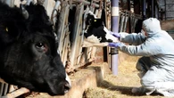 ‘Red meat industry threatened by foot and mouth disease’