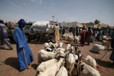 Senegal reports 17 deaths in Rift Valley Fever outbreak