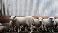 MEC concerned about stock theft in Eastern Cape