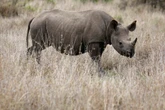 Kenya relocates endangered black rhinos in conservation bid