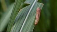 Free State hit by African armyworm outbreak