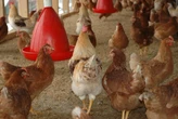SAMPA welcomes partial lifting of ban on chicken imports from Brazil
