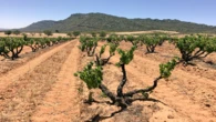 Agro-processing identified as a key driver for creating jobs