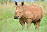 Rhino poaching remains SA’s toughest conservation hurdle: WWF