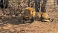 Two stray lions spotted wandering near Kruger Park in Limpopo
