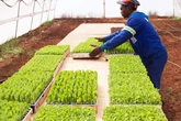 Gauteng Agriculture gives seedlings to farming co-ops in Orange Farm