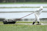 Rapid early spread of bird flu in Europe raises fears of fresh crisis