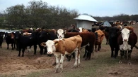 Dairy farmers in KZN lament impact of Foot-and-Mouth Disease