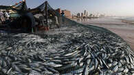 Bathing banned on Southern KZN beaches amid sardine influx