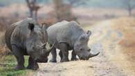 Two dehorned white rhinos poached in NW