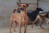 Khayelitsha animal welfare clinic on sterilisation drive