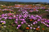 SANParks Week gives citizens free entry until Sunday