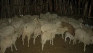 Sekhukhune farmers lose R1b due to stock theft