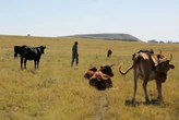 Farmers association in Kuruman calls for efforts to curb farm murders