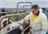 SA working with SADC to combat foot and mouth disease: Steenhuisen