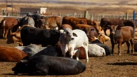 Steenhuisen secures FMD vaccine supply in Argentina