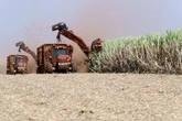KZN’s sugar cane farmers to be hard hit by US tariffs: SAFDA