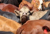 Two new cases of FMD confirmed on a farm in Oudtshoorn