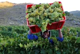 Experts warn of job, trade uncertainty following AGOA expiration