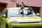 Baboon management in Cape Town in the spotlight once again