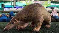 Three nabbed in Kuruman for possession of Pangolin worth R250K