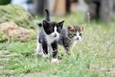 Limpopo govt on a pet vaccination drive against rabies in Thohoyandou