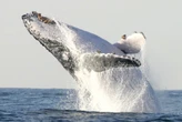 Pollution threatens annual humpback whale migration to Richards Bay