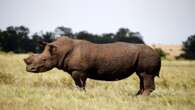 Police investigate death of 19 rhino at KNP