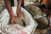 Congo coffee farmers fear war will undo recent gains