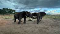 SANParks clamps down on elephant poaching in the Kruger