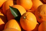SA citrus growers look to expand reach to realise export potential