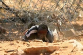 SAHRC to engage with SADC countries on illegal immigration
