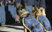 Western Cape praises Mossel Bay K9 Unit for drug, crime successes