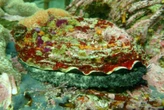 11 alleged abalone poachers and smugglers arrested in WC