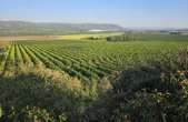 Citrus Growers’ Association asks govt to break trade barriers