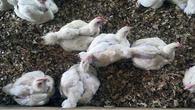 Poultry mass vaccination planned for bird flu prevention