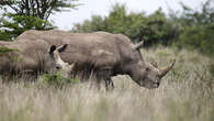 Rhino dehorning is not the answer to poaching problem: Singh