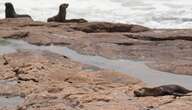 Jackals suspected to have spread rabies to Cape fur seals