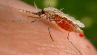 Deadly illness in Congo may be malaria, health officials say